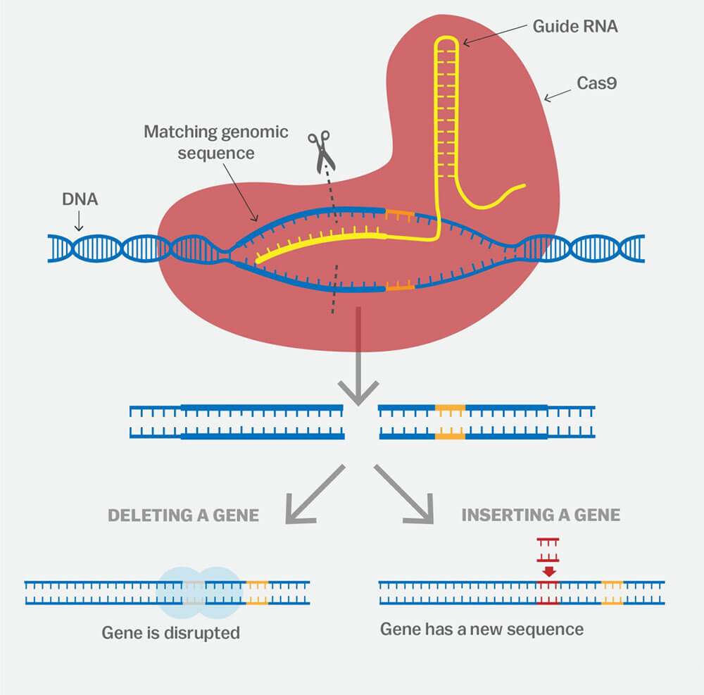 Gene Editing - Human Gene Editing - Edit Genes - BrainCase