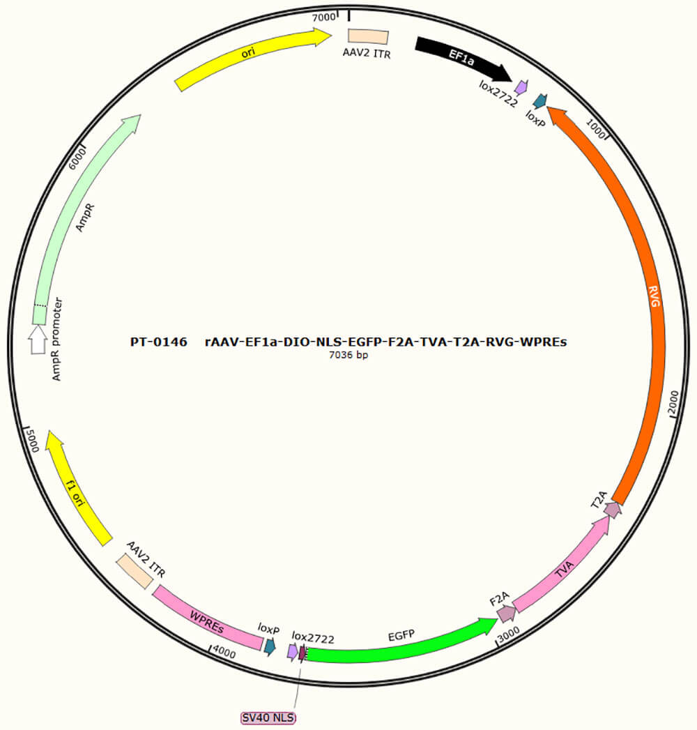 Gene Overexpression - Gene Overexpression Techniques