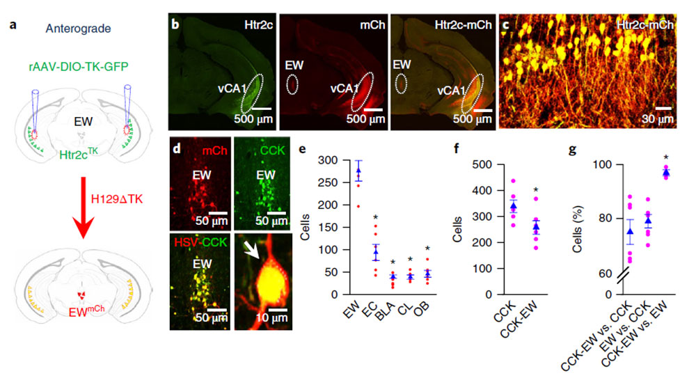 图4. vCA1脑区Htr2c神经元直接支配EW区神经元（Xinyan,et al, Nature Neuroscience,2018）