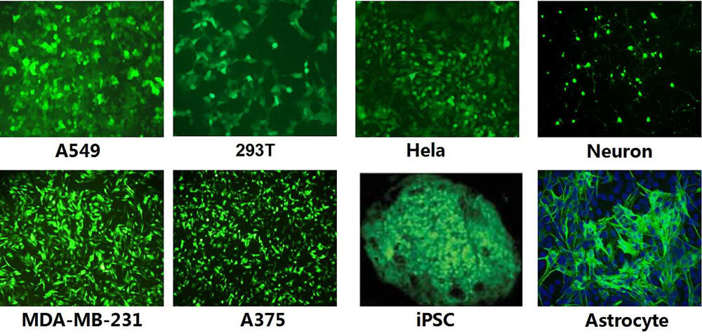 图1. 慢病毒可以高效的感染各类肿瘤细胞、干细胞、原代细胞、和不分裂的细胞