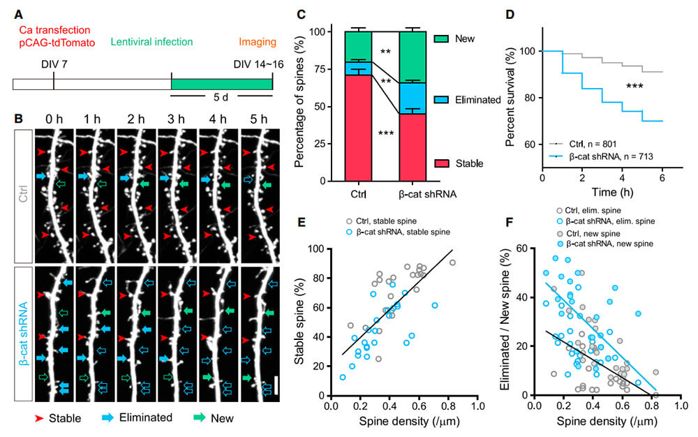 图2. 慢病毒携带shRNA介导b-Catenin敲减（Li MY et al., Neuron, 2017）