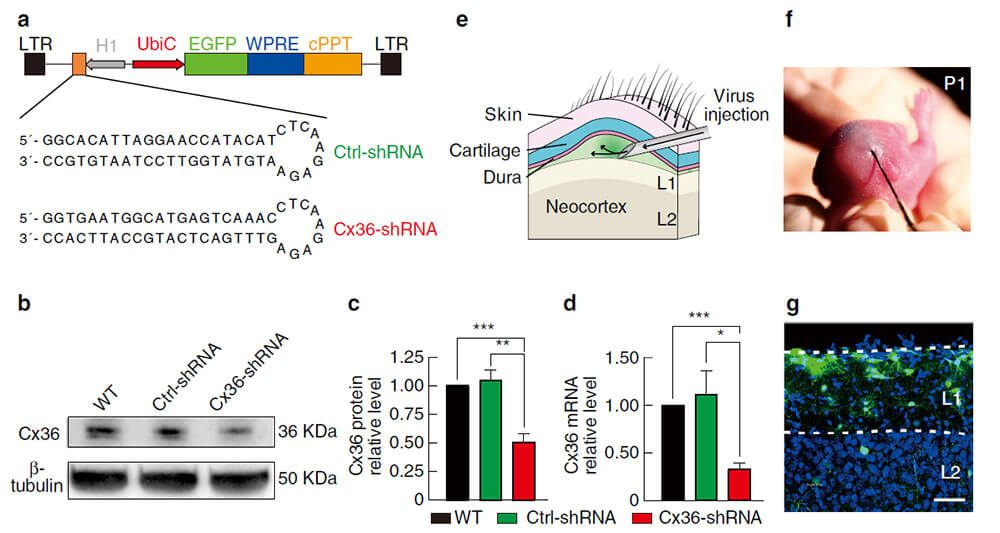 图3. 诱导型慢病毒shRNA有效介导Connexin36敲减 (Xinghua Yao et al.,Nat Commun,2017)