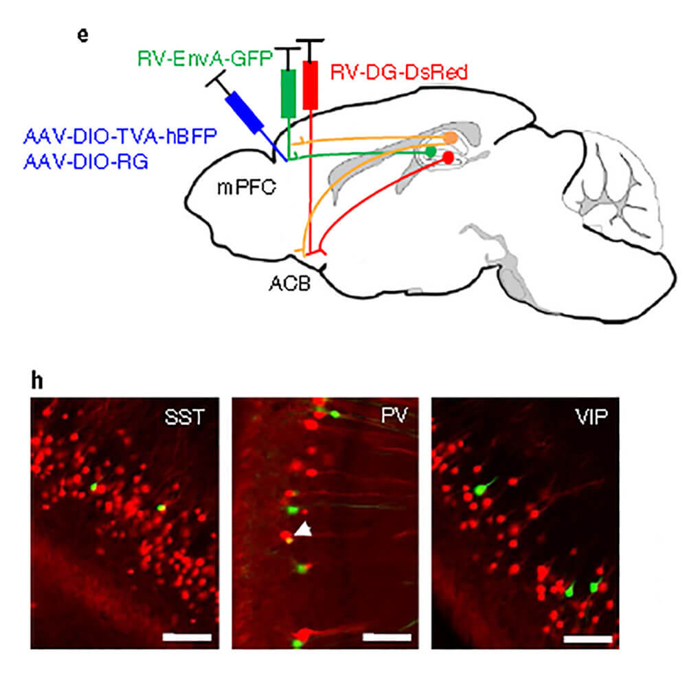 Neural circuit studies