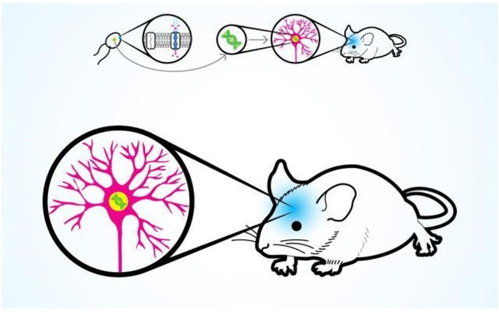 Neurological Disease Models - Neurological Disorder Models