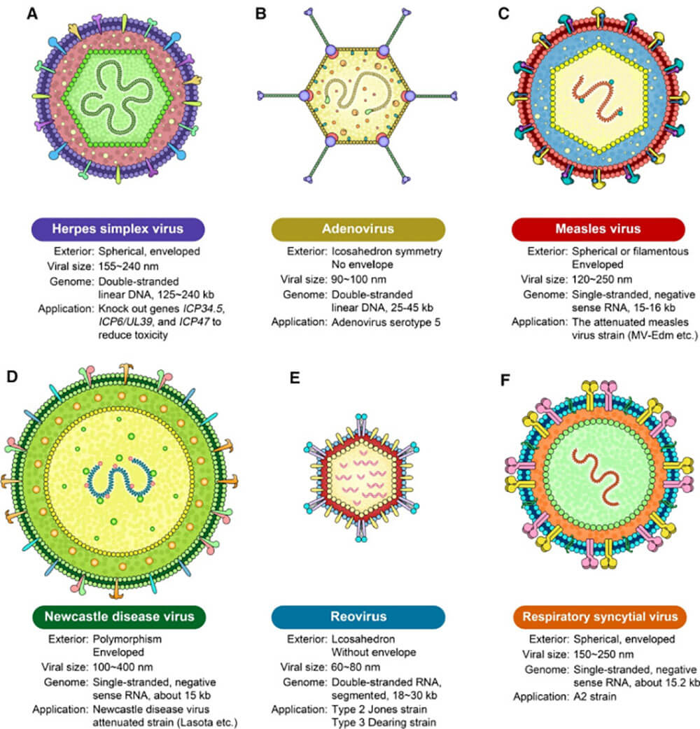 Oncolytic virus