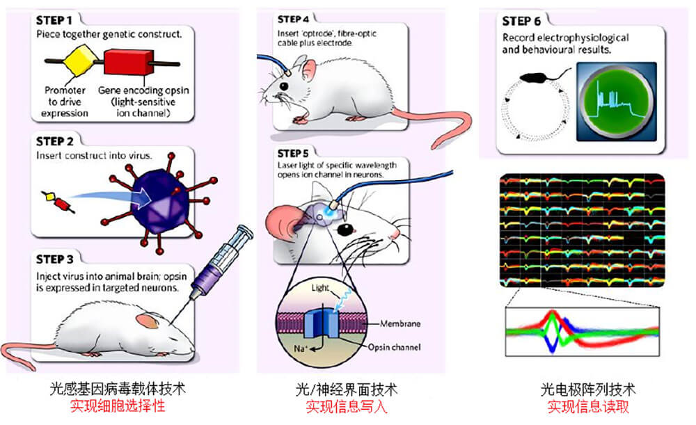 Optogenetics - Optogenetics In Humans - BrainCase