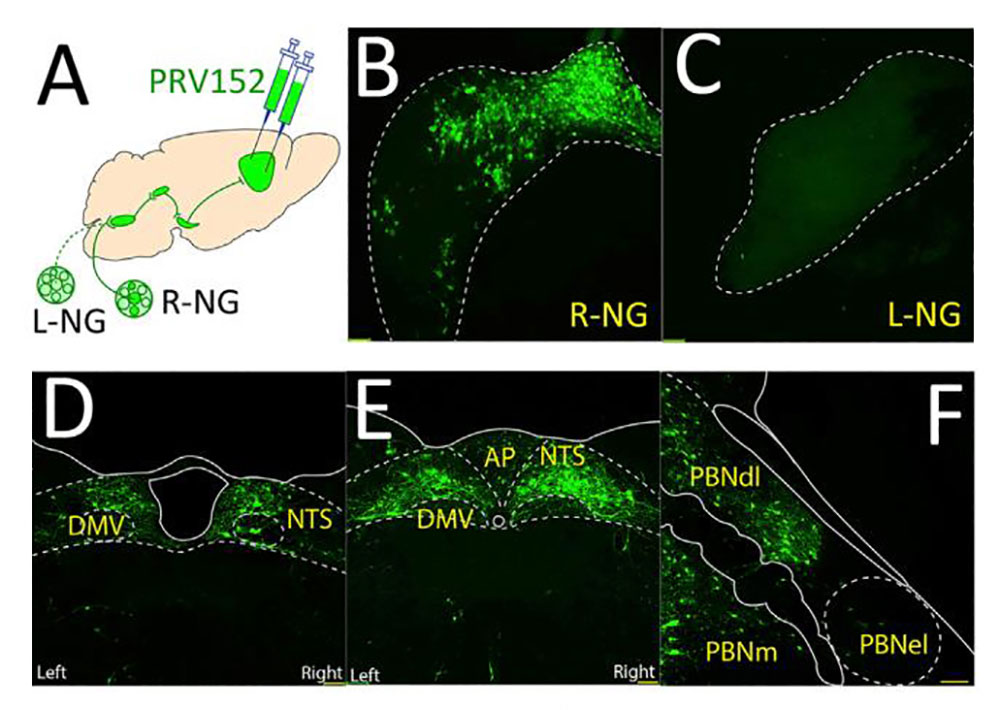 图3. R-NG → PBNdl→ SNc通路的验证（Han W, et al., Cell, 2018）