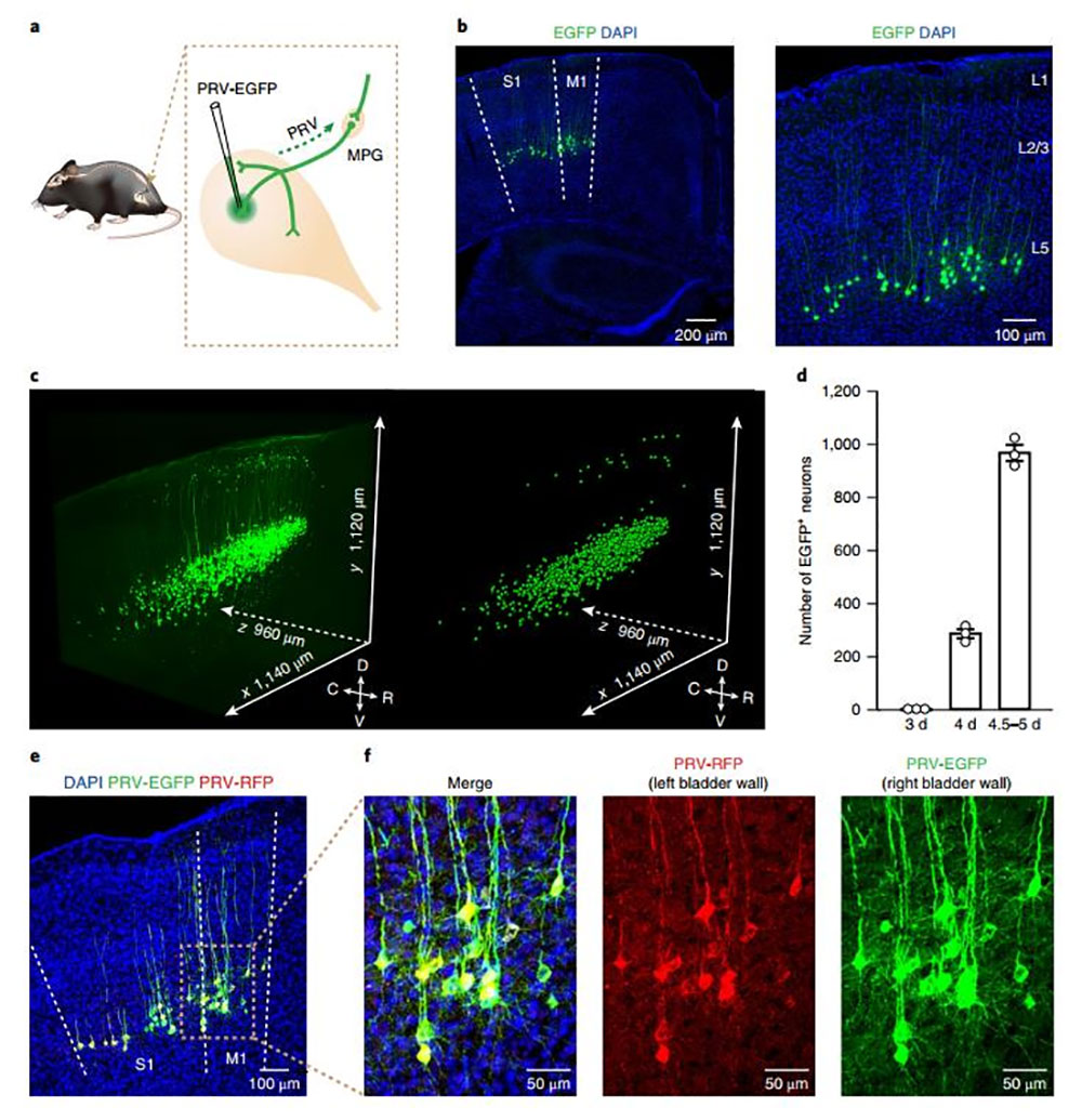 图4. 膀胱上游皮层M1 L5锥体神经元群的鉴定（Yao J, et al., Nat Neurosc, 2018）