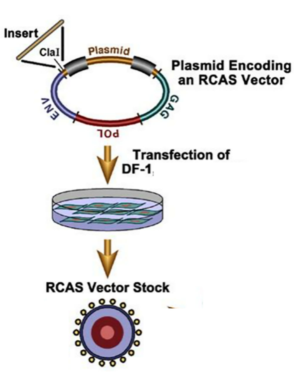 RCAS