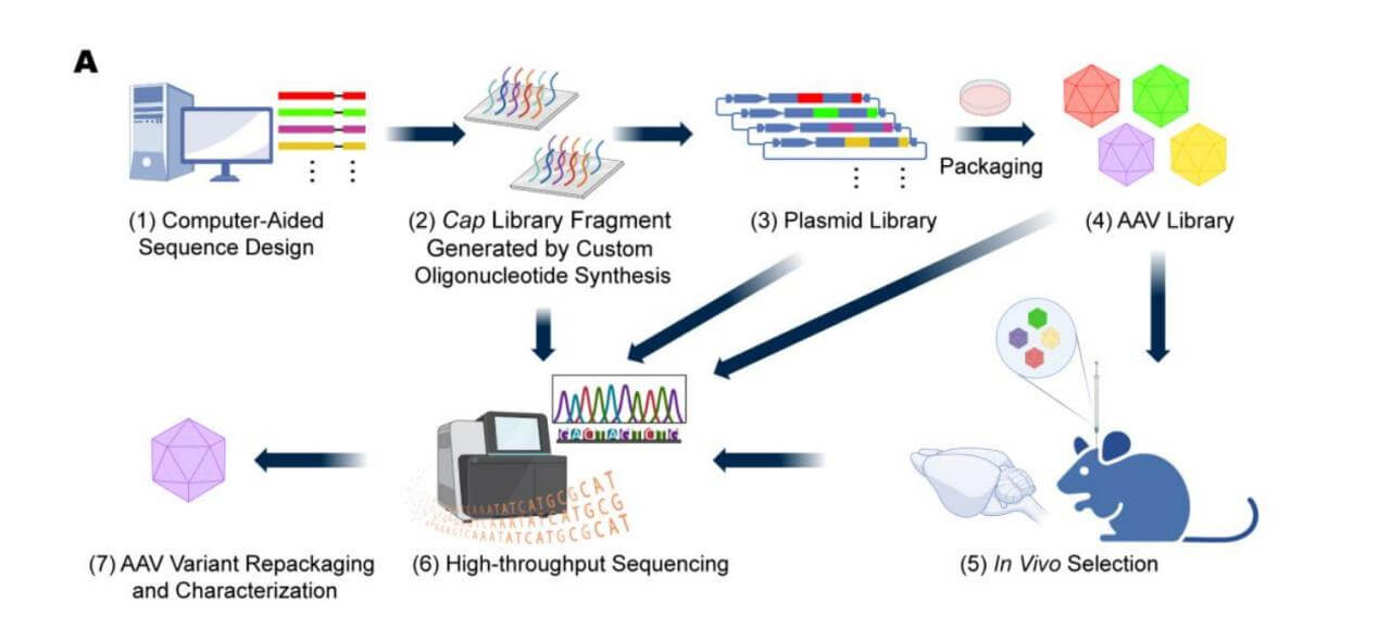 AAV Serotypes screening - gene therapy - BrainCase