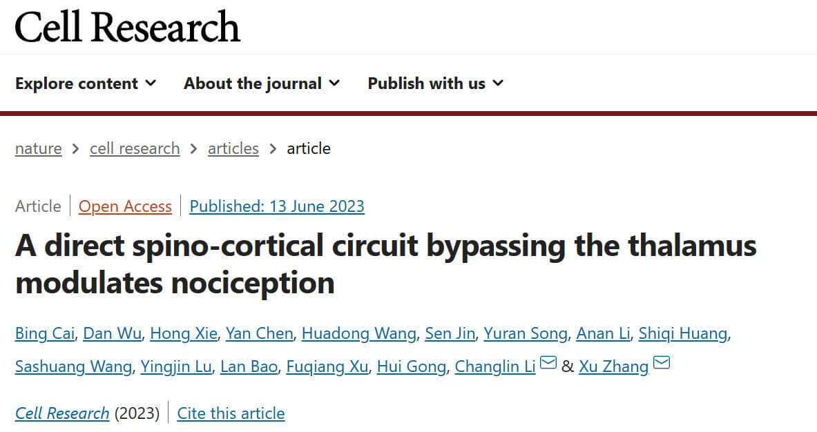 客户文章 | 广东省智能院张旭研究团队发现一条传导痛觉的脊髓-皮层直接通路
