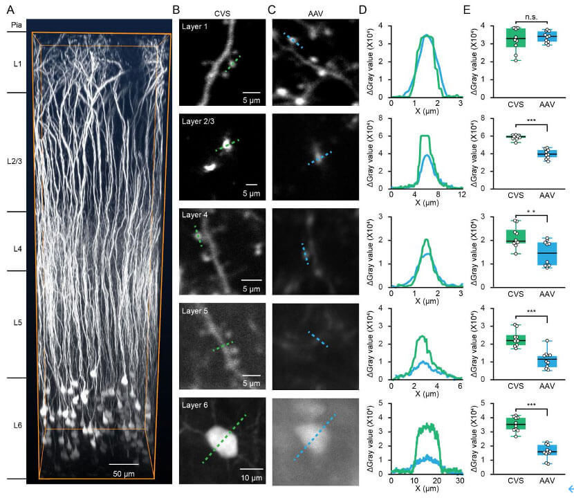 Customer article｜Super bright, super fast, super good! A new method for labeling cells in the sixth