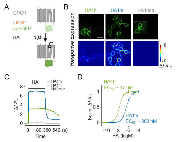 Customer article | Li Yulong’s team uses a new GRAB probe to analyze the dynamic regulation of hist