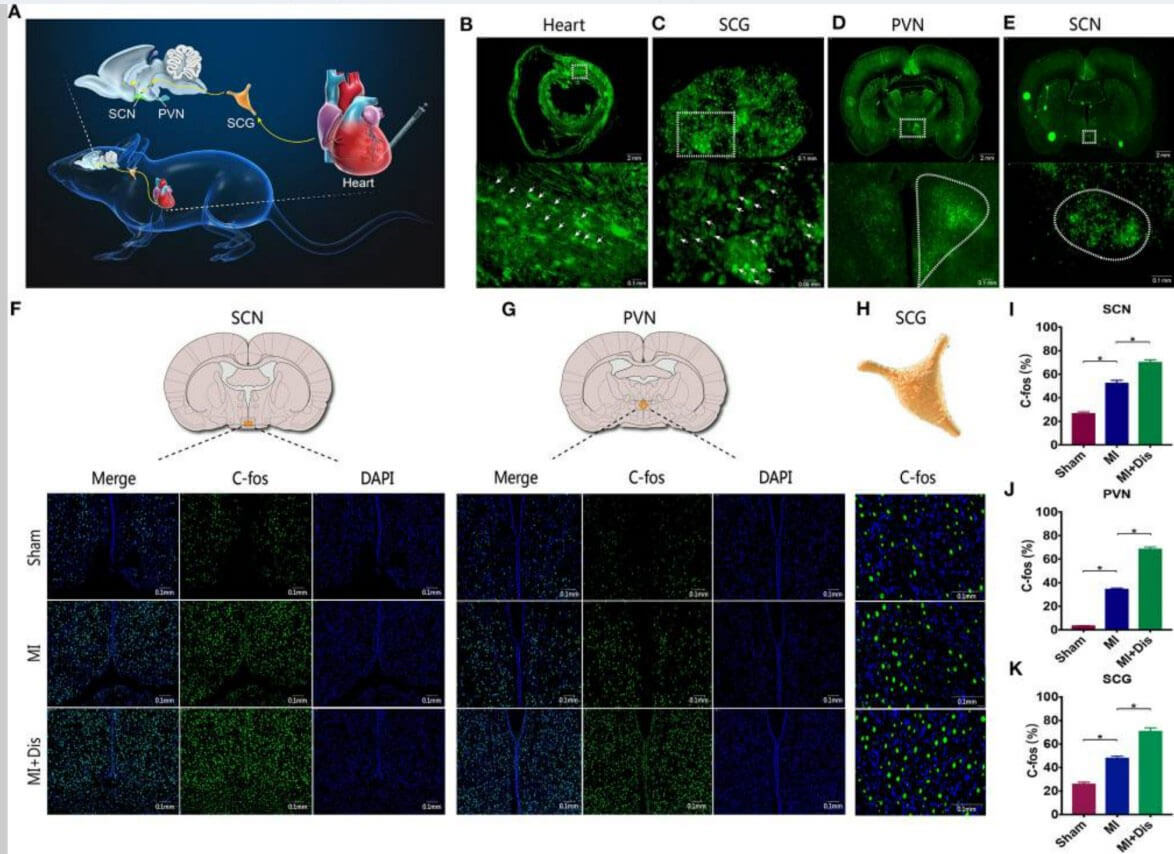 Xiaobu tips | Targeting strategies of virus tools-Heart Chapter