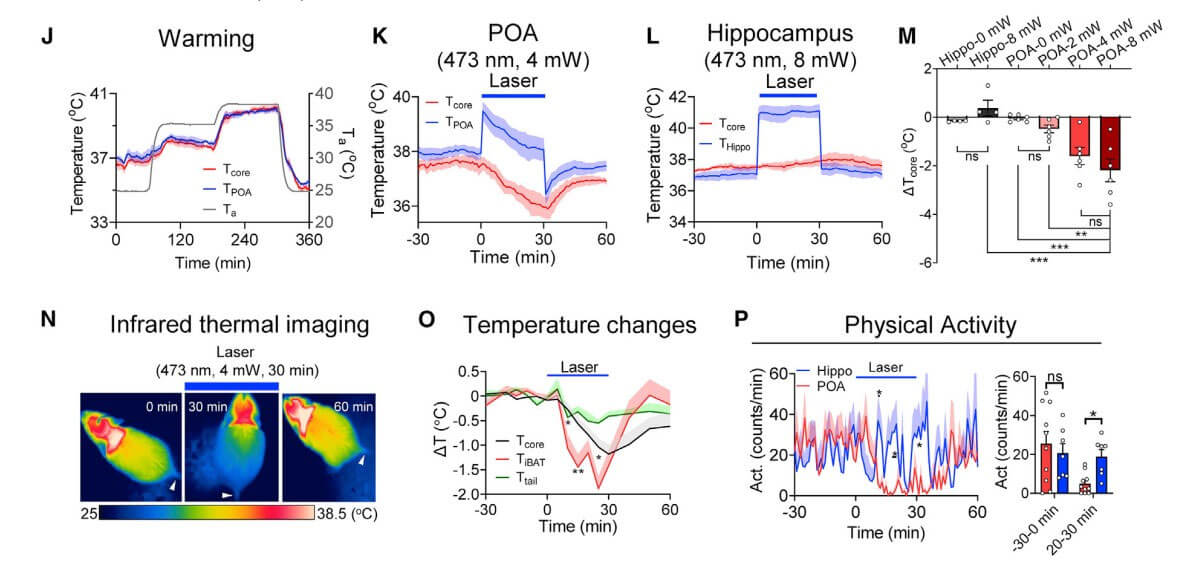 Xiaobu’s Interpretation | Neuron The thermoreceptor TRPC4 of hypothalamic heat-sensitive neurons—