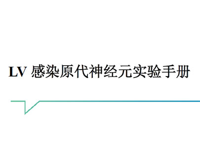 LV 感染原代神经元实验手册