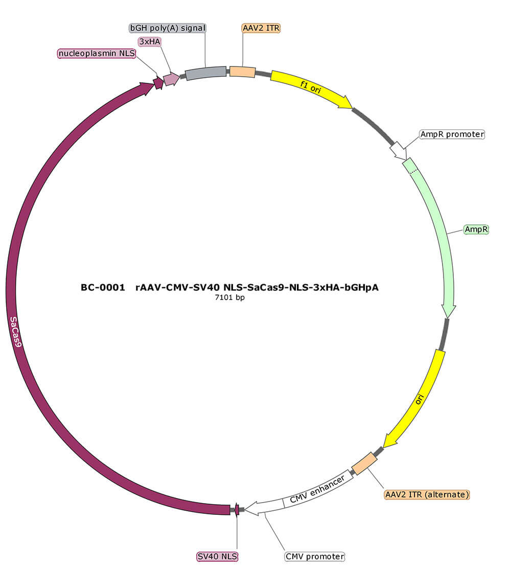 BC-0001  rAAV-CMV-NLS-SaCas9-NLS-3xHA 