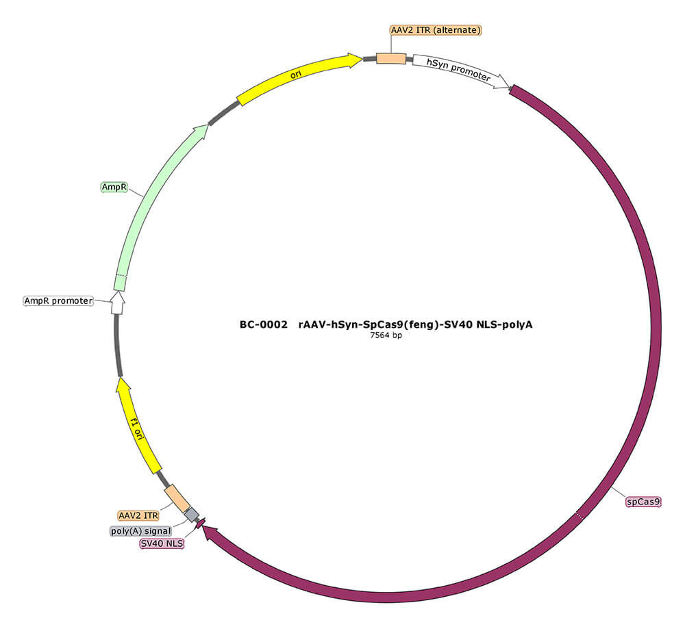 BC-0002  rAAV-hSyn-SpCas9(feng)-NLS