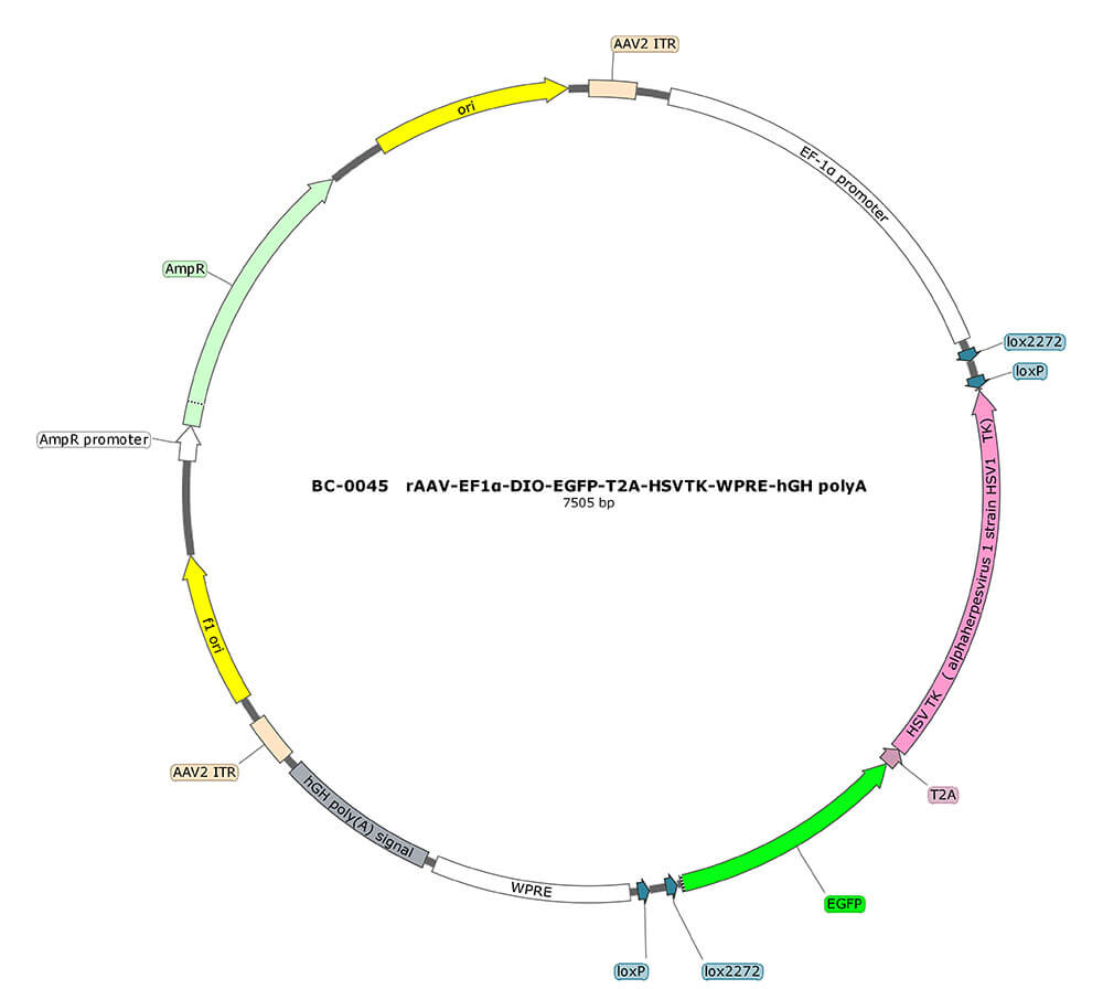 BC-0045  rAAV-EF1α-DIO-EGFP-T2A-TK(HSV)  