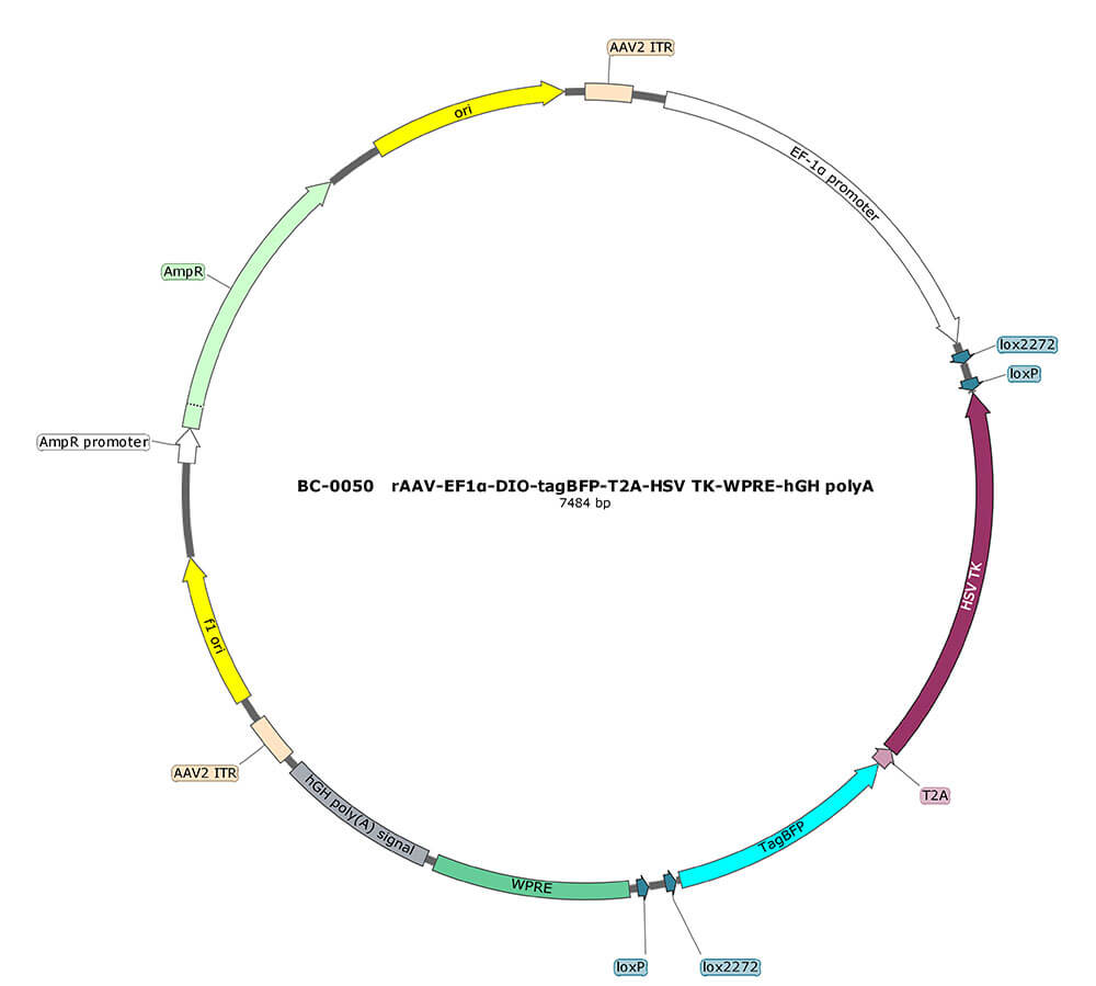 BC-0050  rAAV-EF1α-DIO-BFP-T2A-TK(HSV)  