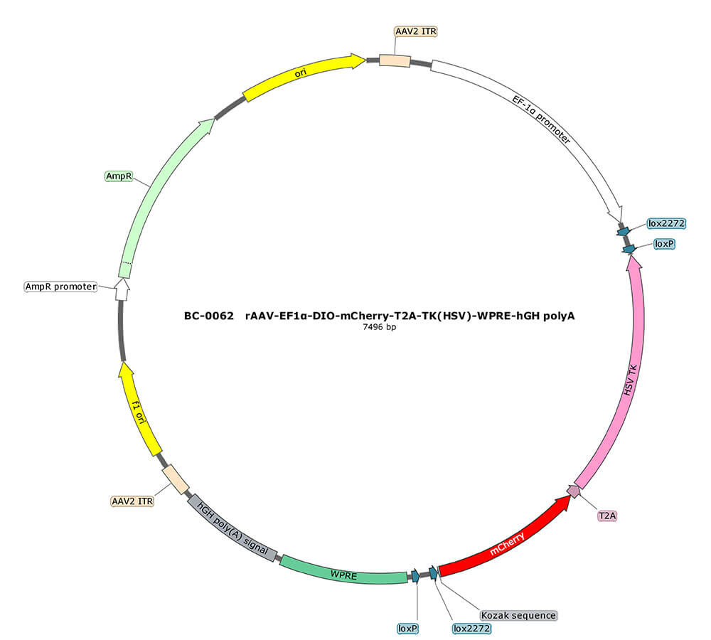 BC-0062  rAAV-EF1α-DIO-mCherry-T2A-TK(HSV)  