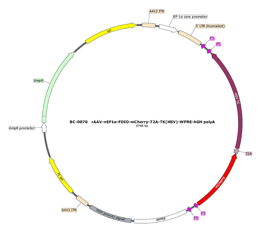 BC-0070  rAAV-nEF1α-FDIO-mCherry-T2A-TK(HSV)  