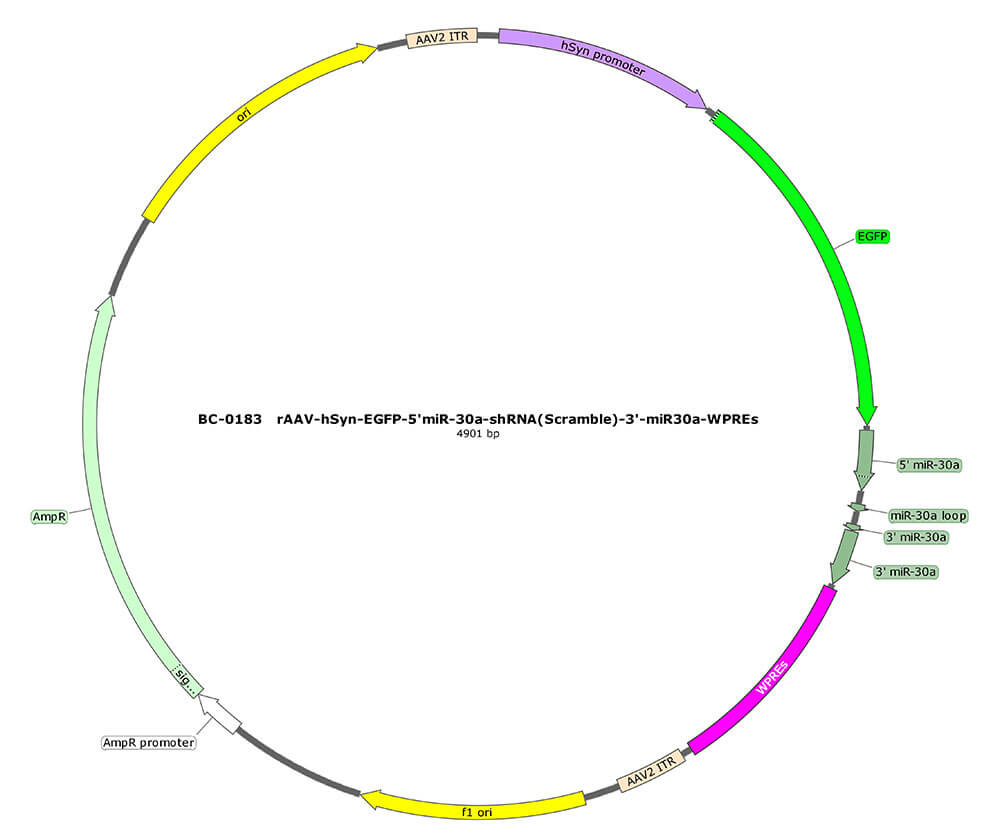 BC-0183 rAAV-hSyn-EGFP-5'miR-30a-shRNA(Scramble)-3'miR-30a 