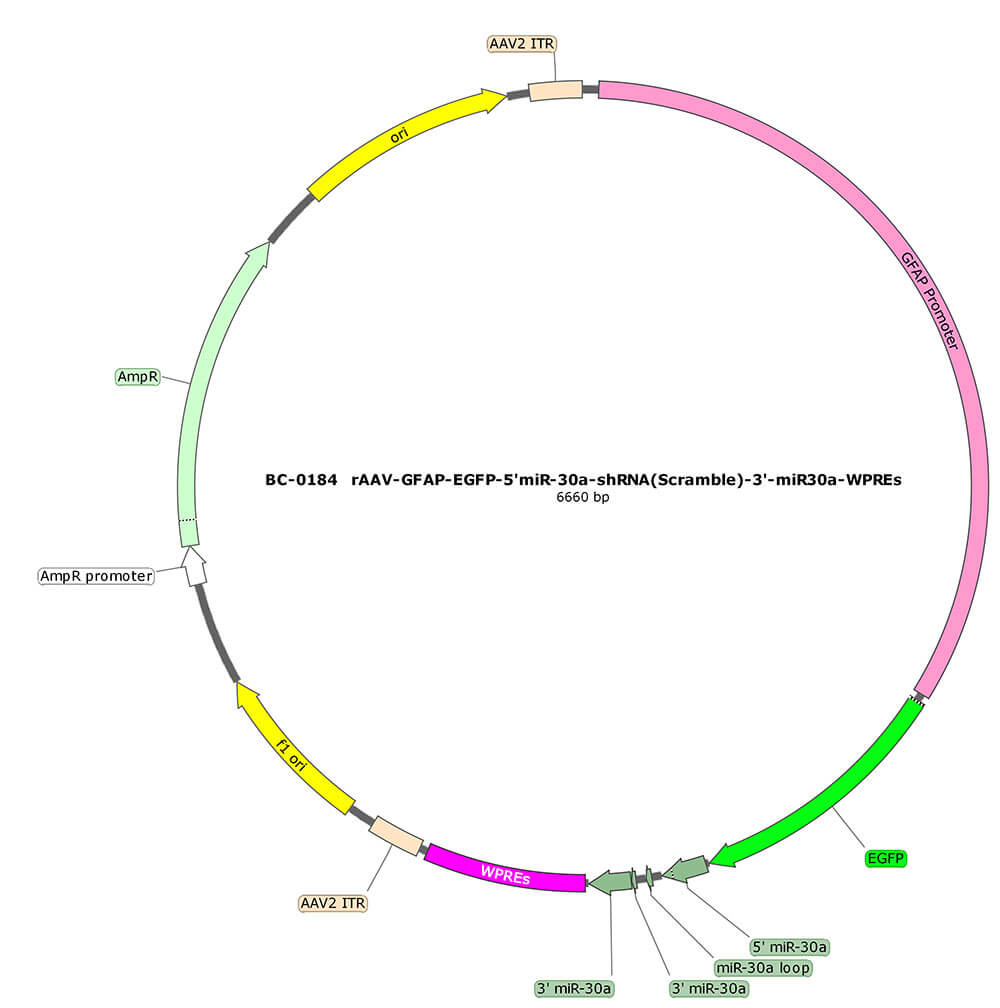BC-0184 rAAV-GFAP-EGFP-5'miR-30a-shRNA(Scramble)-3'miR-30a 