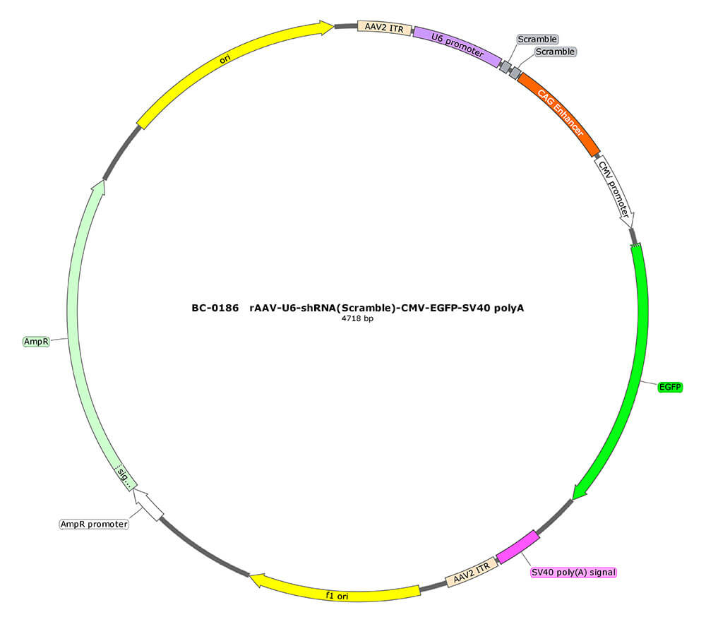 BC-0186 rAAV-U6-shRNA(Scramble)-CMV-EGFP 