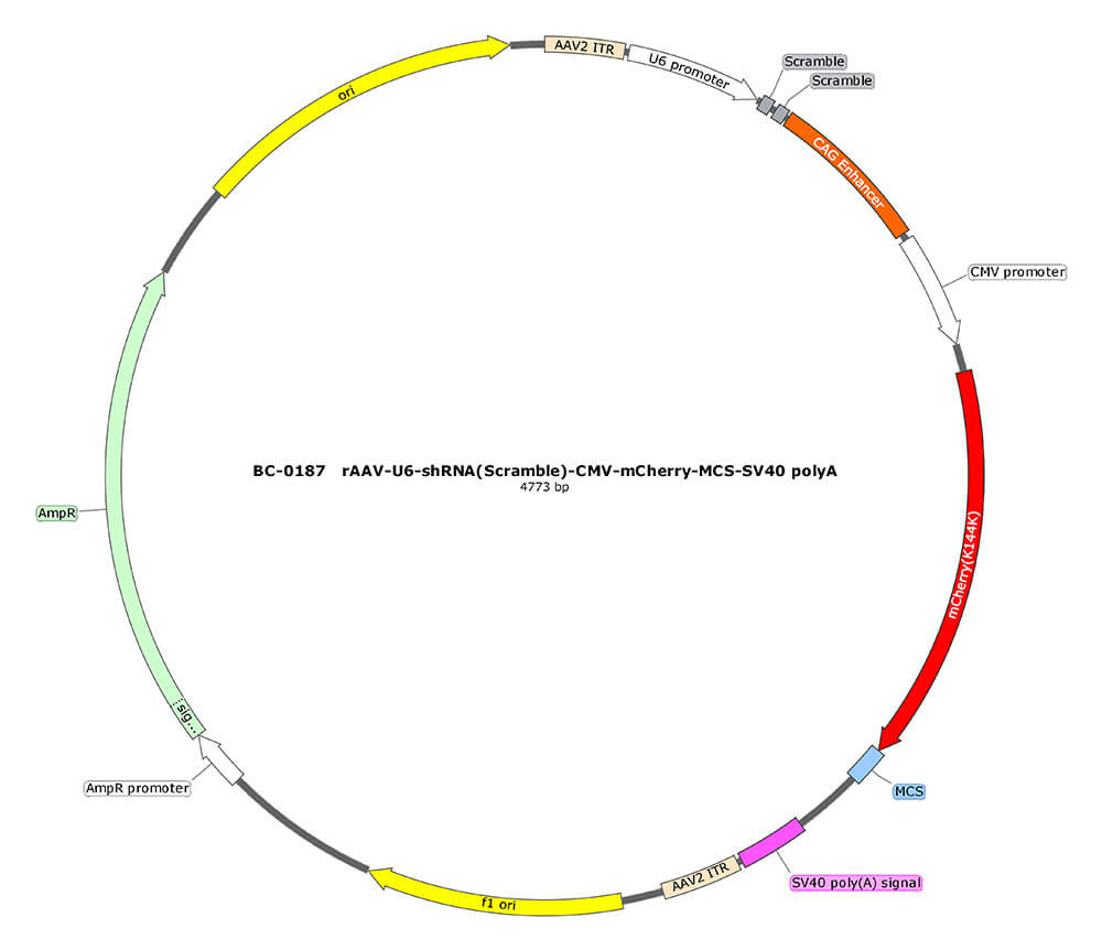 BC-0187 rAAV-U6-shRNA(Scramble)-CMV-mCherry 