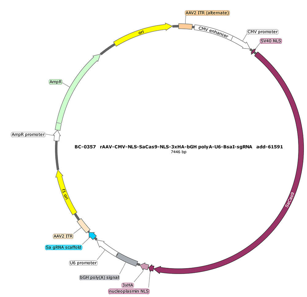 BC-0357  rAAV-CMV-NLS-SaCas9-NLS-3xHA -U6-BsaI-sgRNA