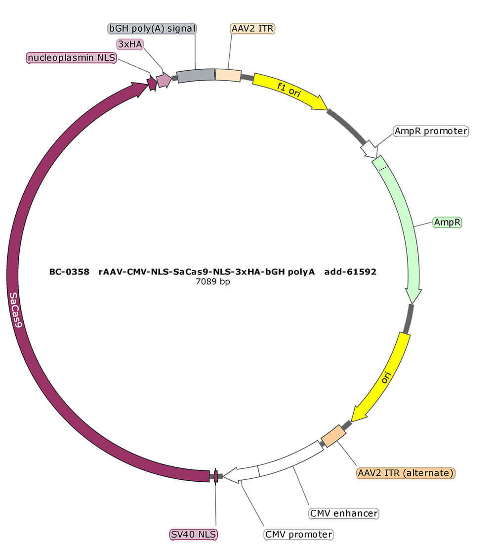 BC-0358  rAAV-CMV-NLS-SaCas9-NLS-3xHA  