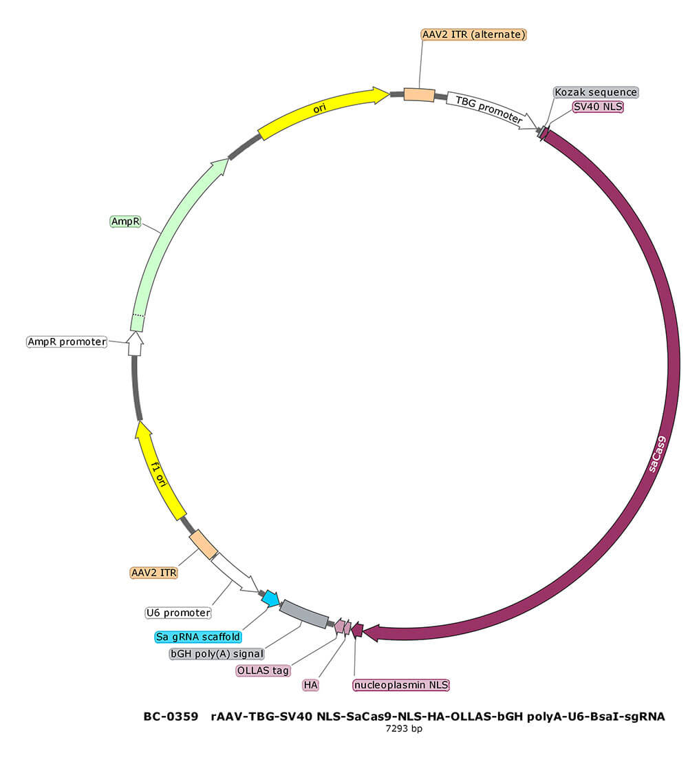 BC-0359  rAAV-TBG-NLS-SaCas9-NLS-HA-OLLAS -U6-BsaI-sgRNA