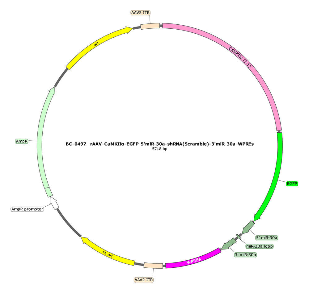 BC-0497 rAAV-CaMKIIα-EGFP-5'miR-30a-shRNA(Scramble)-3'miR-30a 