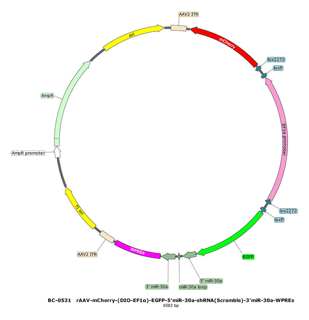 BC-0531 rAAV-mCherry-(DIO-EF1α)-EGFP-5'miR-30a-shRNA(Scramble)-3'miR-30a