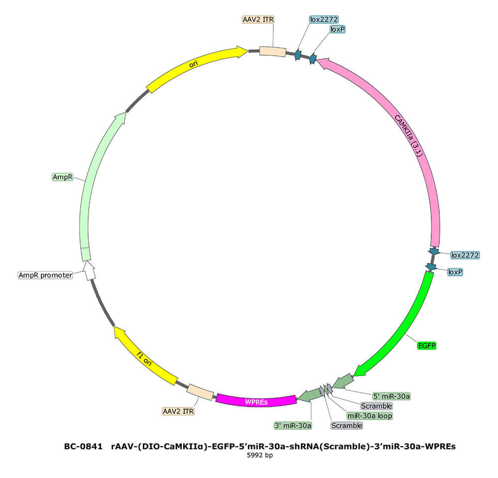 BC-0841 rAAV-(DIO-CaMKIIα)-EGFP-5’miR-30a-shRNA(Scramble)-3’miR-30a 
