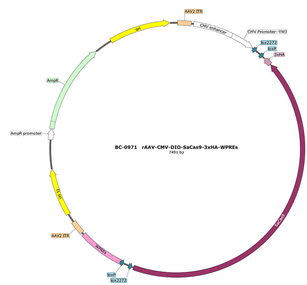 BC-0971  rAAV-CMV-DIO-SaCas9-3xHA 