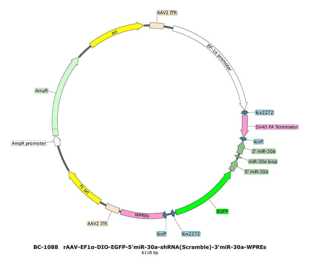 BC-1088 rAAV-EF1α-DIO-EGFP-5'miR-30a-shRNA(Scramble)-3'miR-30a  
