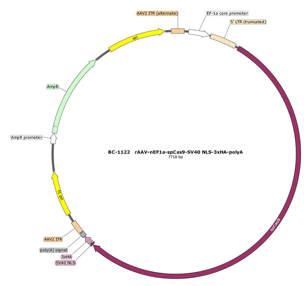 BC-1122  rAAV-nEF1α-SpCas9-SV40 NLS-3xHA