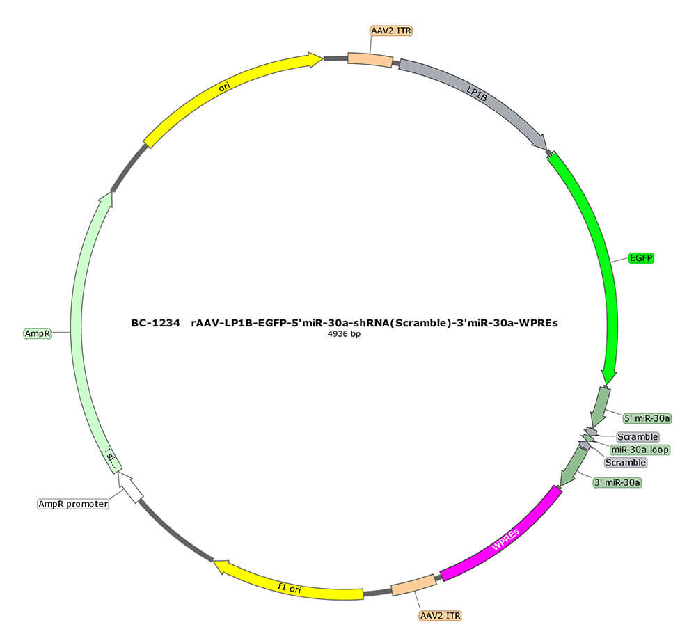 BC-1234 rAAV-LP1B-EGFP-5'miR-30a-shRNA(Scramble)-3'miR-30a 