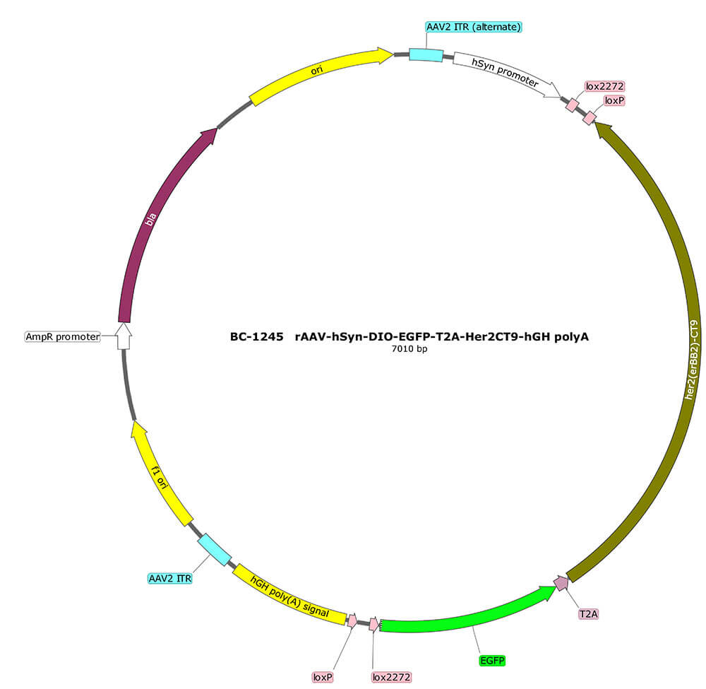 BC-1245  rAAV-hSyn-DIO-EGFP-T2A-Her2CT9 