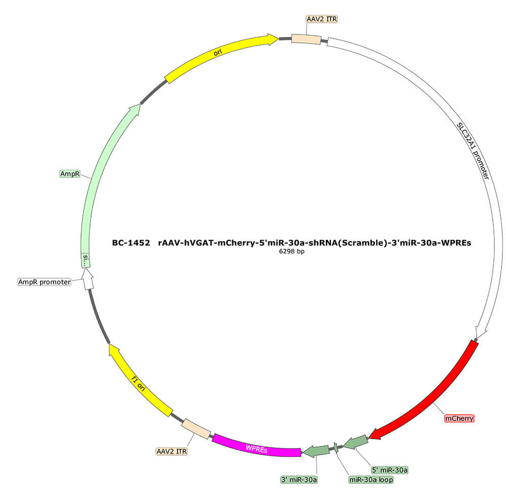 BC-1452 rAAV-hVGAT-mCherry-5'miR-30a-shRNA(Scramble)-3'miR-30a 