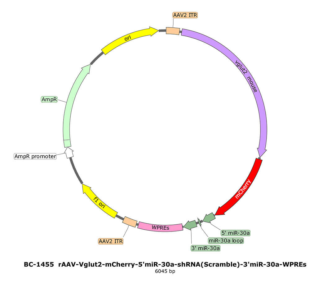 BC-1455 rAAV-Vglut2-mCherry-5'miR-30a-shRNA(Scramble)-3'miR-30a 