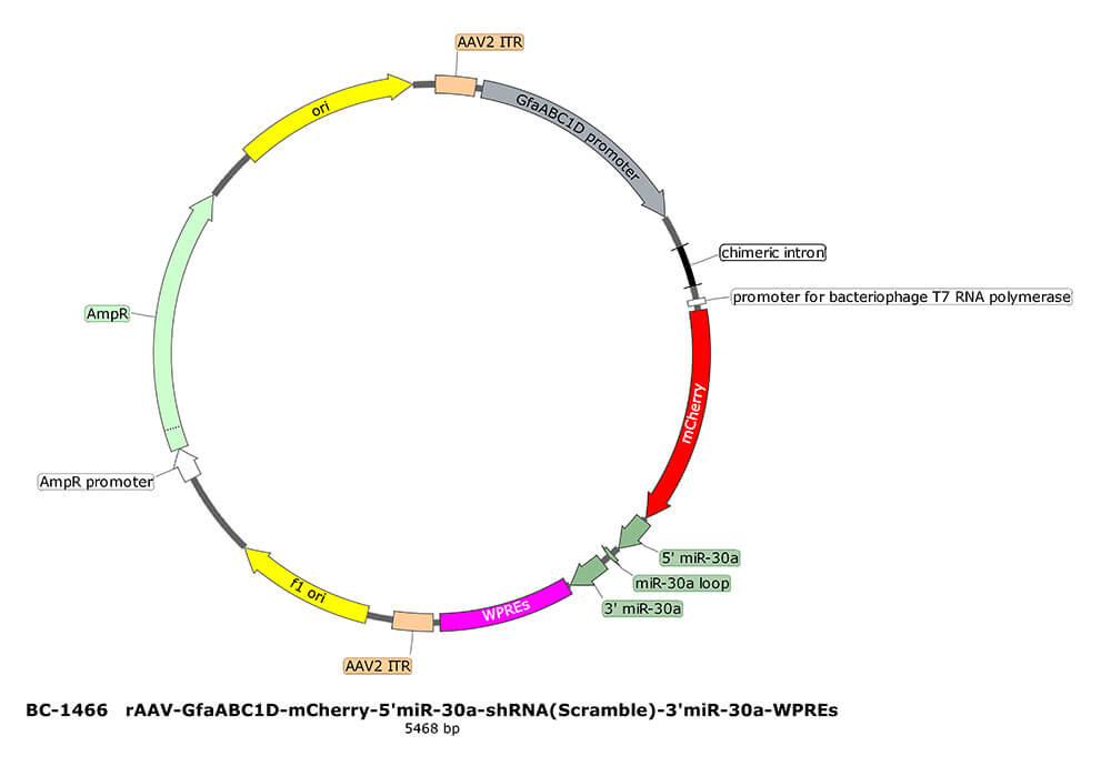 BC-1466 rAAV-GfaABC1D-mCherry-5'miR-30a-shRNA(Scramble)-3'miR-30a 
