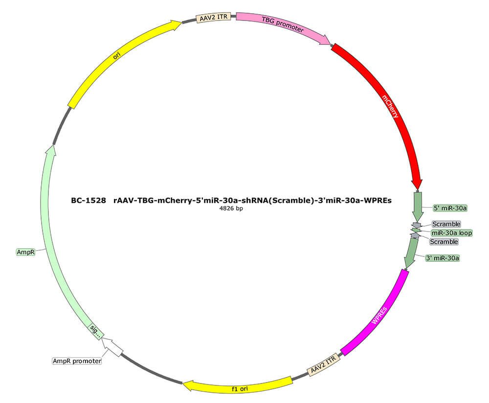 BC-1528 rAAV-TBG-mCherry-5'miR-30a-shRNA(Scramble)-3'miR-30a 