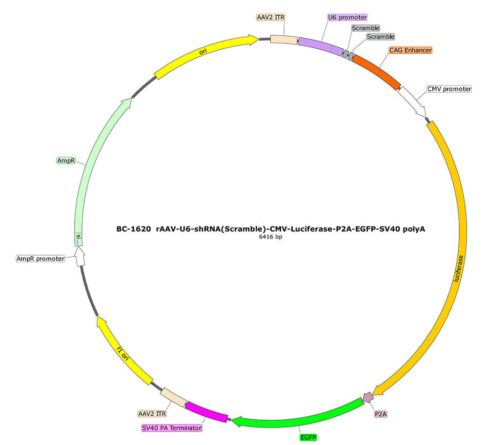 BC-1620  rAAV-U6-shRNA(Scramble)-CMV-Luciferase-P2A-EGFP