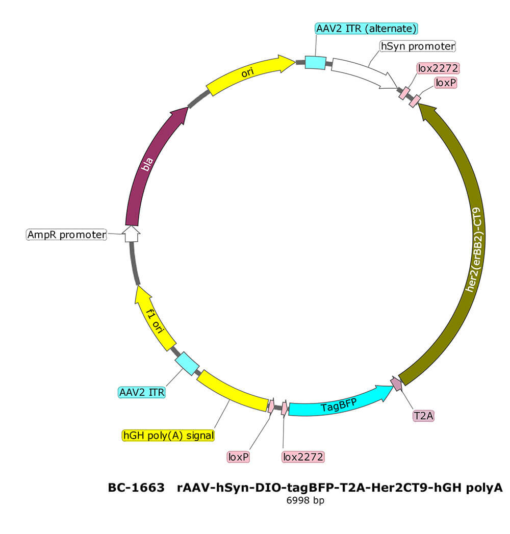 BC-1663  rAAV-hSyn-DIO-tagBFP-T2A-Her2CT9 
