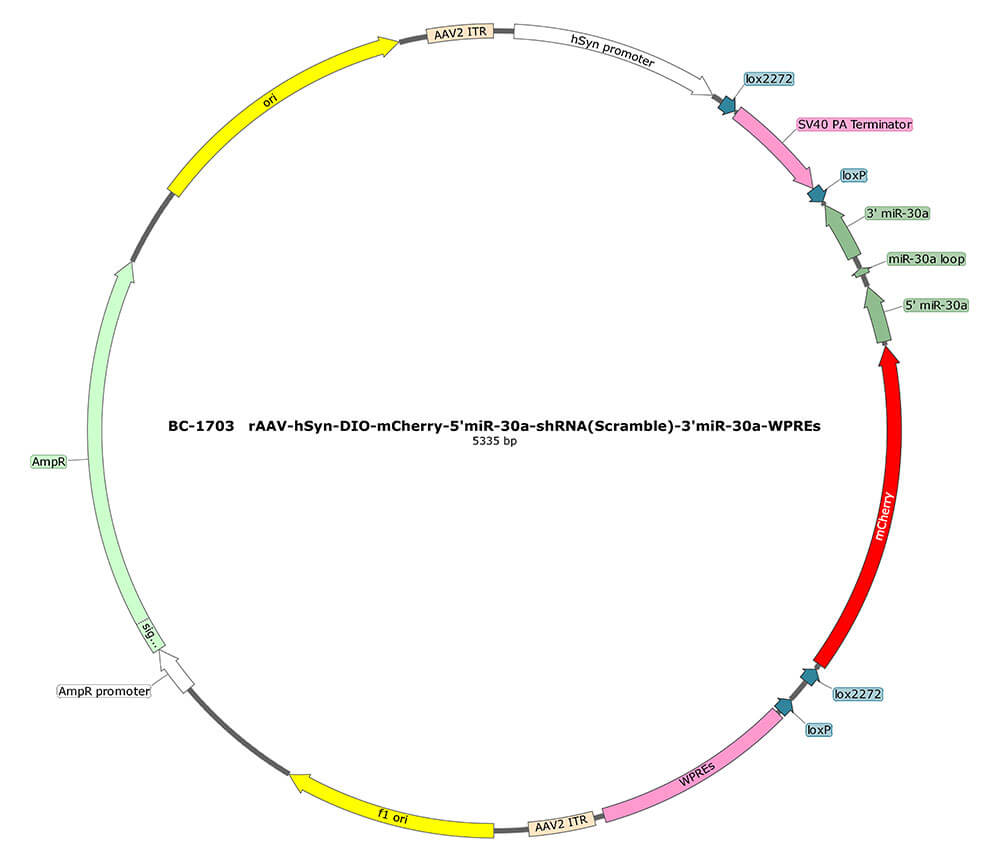 BC-1703 rAAV-hSyn-DIO-mCherry-5'miR-30a-shRNA(Scramble)-3'miR-30a 