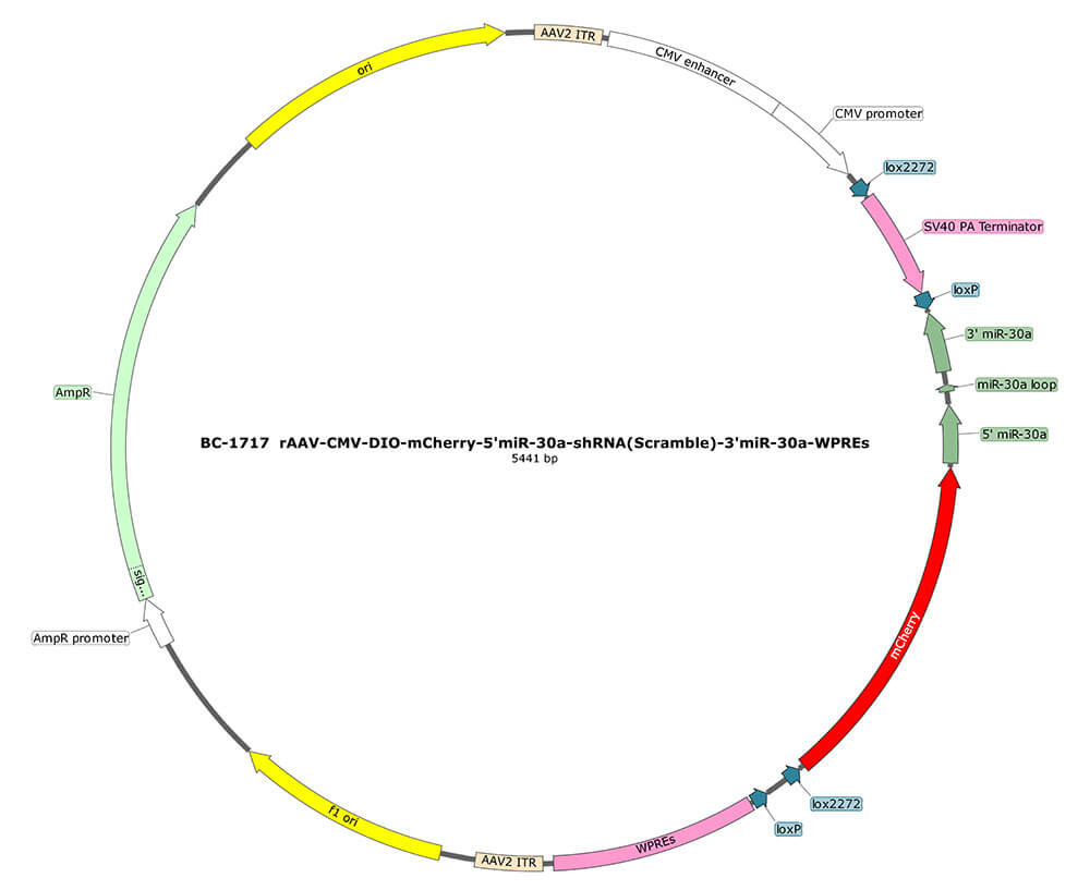 BC-1717 rAAV-CMV-DIO-mCherry-5'miR-30a-shRNA(Scramble)-3'miR-30a 