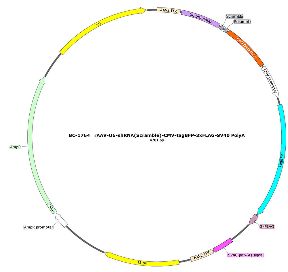 BC-1764 rAAV-U6-shRNA(Scramble)-CMV-tagBFP-3xFLAG 